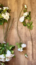Load image into Gallery viewer, PACIFICO-G Long-Stem Ivory Roses