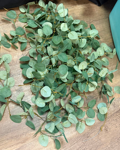 AGER100-H 55 Eucalyptus Picks