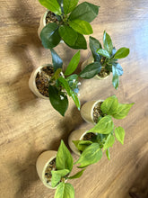 Load image into Gallery viewer, WILSON-R Mini, Faux Plants