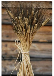 DECK100-E Blackbeard Wheat Bunch