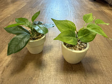 Load image into Gallery viewer, WILSON-R Mini, Faux Plants