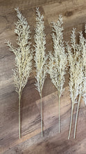 Load image into Gallery viewer, SLONAC-C Ivory Pampas Grass