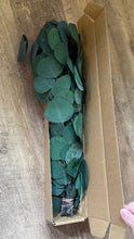 Load image into Gallery viewer, JUBAS-C REAL Dried Eucalyptus