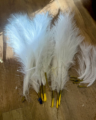 REES100-BO White Pampas Grass