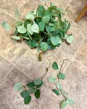 Load image into Gallery viewer, AGER100-H 35 Eucalyptus Picks