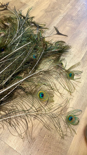 KIST100-F Real Peacock Feathers