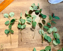 Load image into Gallery viewer, AGER100-H 55 Eucalyptus Picks