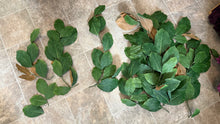 Load image into Gallery viewer, BENN100-E Brown &amp; Greenery Leaves