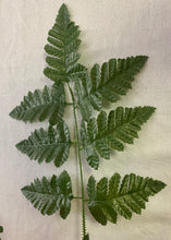 Load image into Gallery viewer, WIEG100-N Fern Stem Bunch