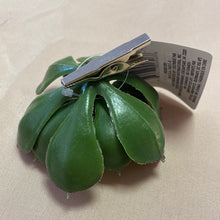 Load image into Gallery viewer, ALEX100-K Succulent Clip