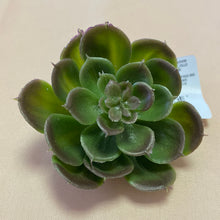 Load image into Gallery viewer, ALEX100-K Succulent Clip