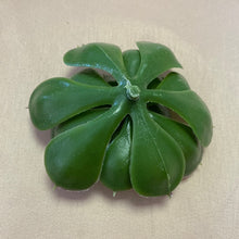 Load image into Gallery viewer, ALEX100-K Succulent Clip